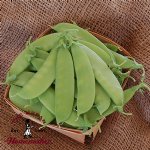 Mammoth Melting Snow Pea - Certified Organic