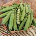 Laxton's Progress #9 Shell Pea - Certified Organic