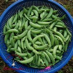 Cascadia Snap Pea -...