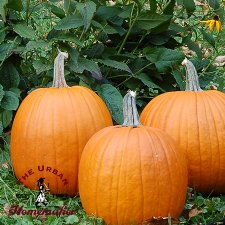Howden Pumpkin - Certified Organic