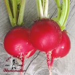 Cherry Belle Radish - Certified Organic