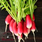 French Breakfast Radish - Certified Organic