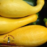 Yellow Crookneck Summer Squash - Certified Organic
