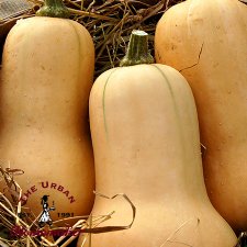 Waltham Butternut Squash - Certified Organic