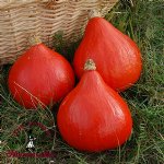 Red Kuri Winter Squash - Certified Organic