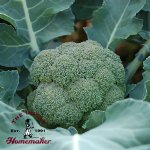 Belstar Broccoli - ...