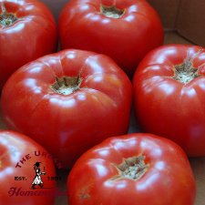 Moskvich Tomato - Certified Organic