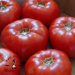 Moskvich Tomato - Certified Organic