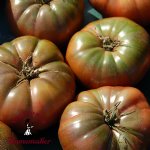 Cherokee Purple Tomato - Certified Organic