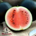 Sugar Baby Watermelon - Certified Organic