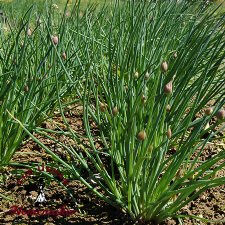 Chives - Certified Organic