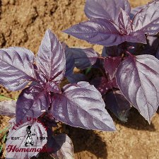 Rosie Basil - Certified Organic