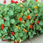 Nasturtium Blend - Certified Organic