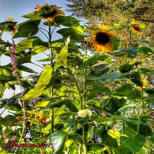 Mammoth Sunflower - Certified Organic