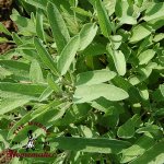 Common Sage -Certified Organic-