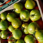 Green Zebra Tomato -Certified Organic-