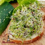 Broccoli Blend Sprouting Seed -Organic-