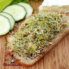 Spicy Salad Sprouting Seed Mix -Organic-