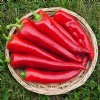 Corno di Toro Sweet Pepper - Certified Organic