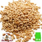 Organic Prairie Gold Hard White Wheat - 25 lb. Bag
