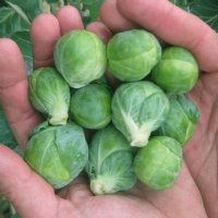 Dagan Brussels Sprouts - Certified Organic