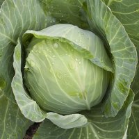Golden Acre Cabbage -Certified Organic-