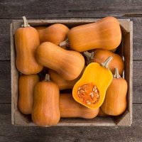 Honeynut Butternut Winter Squash