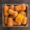 Honeynut Butternut Winter Squash