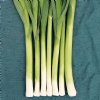 Alto Leek - Certified Organic