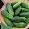 Little Leaf Cucumber