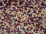Multi Color Popcorn, Organic - 25 lb bag
