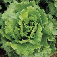 Nevada Lettuce