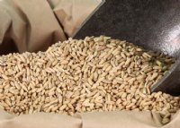 Organic Oat Groats - 25 lb. Bag