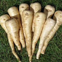 Halblange Parsnip - Certified Organic