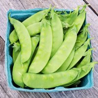 Oregon Sugar Pod Snow Pea - Certified Organic