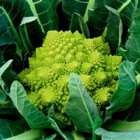 Veronica Romanesco Cauliflower